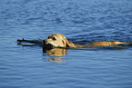 Labrador apportiert Stckchen