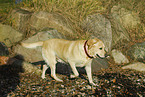 rennender Labrador Retriever