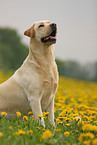 blonder Labrador Retriever