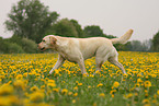 blonder Labrador Retriever