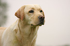 blonder Labrador Retriever