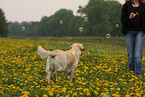 blonder Labrador Retriever