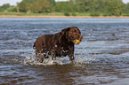 brauner Labrador Retriever