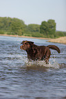 brauner Labrador Retriever