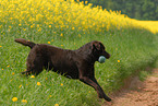 brauner Labrador Retriever