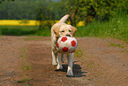 blonder Labrador Retriever