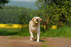 blonder Labrador Retriever