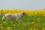 blonder Labrador Retriever