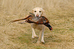 blonder Labrador Retriever