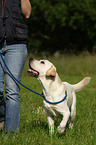 junger Labrador Retriever