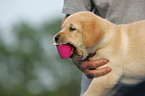 Labrador Retriever Welpe