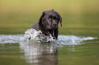 badender Labrador Retriever Welpe