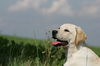 Labrador Retriever Junghund