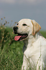 Labrador Retriever Junghund