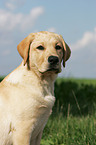 Labrador Retriever Junghund