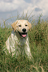 Labrador Retriever Junghund