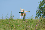 blonder Labrador Retriever