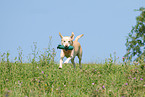 blonder Labrador Retriever