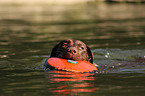 apportierender Labrador Retriever