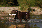 rennender Labrador Retriever