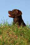 Labrador Retriever Portrait