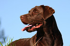 Labrador Retriever Portrait