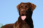 Labrador Retriever Portrait