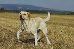 Labrador Retriever