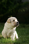 Labrador Retriever Welpe