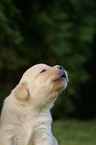 Labrador Retriever Welpe Portrait