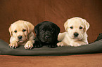 Labrador Retriever Welpen