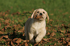 rennender Labrador Retriever Welpe