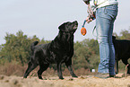 Labrador Retriever will spielen