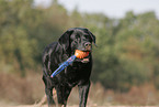 spielender Labrador Retriever