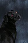 Labrador Retriever Portrait