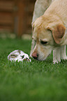 Labrador Retriever und Kaninchen