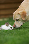 Labrador Retriever und Kaninchen