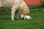 Labrador Retriever und Kaninchen