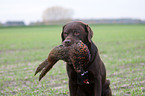 Labrador Retriever mit Fasan