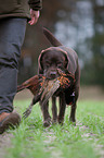 Labrador Retriever mit Fasan