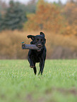 Labrador Retriever apportiert Dummy