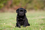 Labrador Retriever Welpe