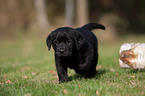 Labrador Retriever Welpe