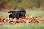 Labrador Retriever Welpe