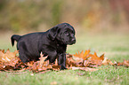 Labrador Retriever Welpe