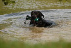 schwimmender Labrador Retriever