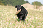 spielender Labrador Retriever