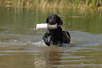 spielender Labrador Retriever