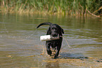 spielender Labrador Retriever