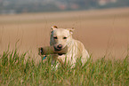 spielender Labrador Retriever